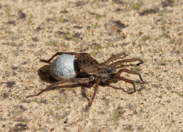 Spider carrying Egg